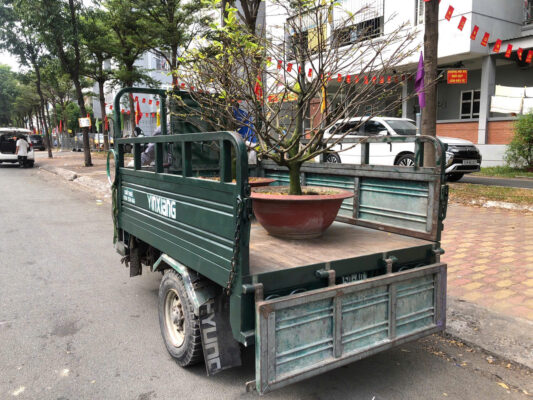 Xe ba gác chở chậu cây trồng cũ bỏ đi
