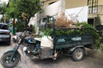 Dọn rác cây xanh sau cắt tỉa tại Tân Bình