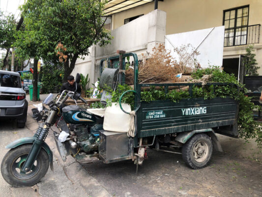 Dọn rác cây xanh sau cắt tỉa tại Tân Bình